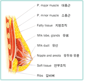 대흉근, 소흉근, 지방조직, 유샘, 유선, 유두와 유륜, 연부조직, 갈비뼈